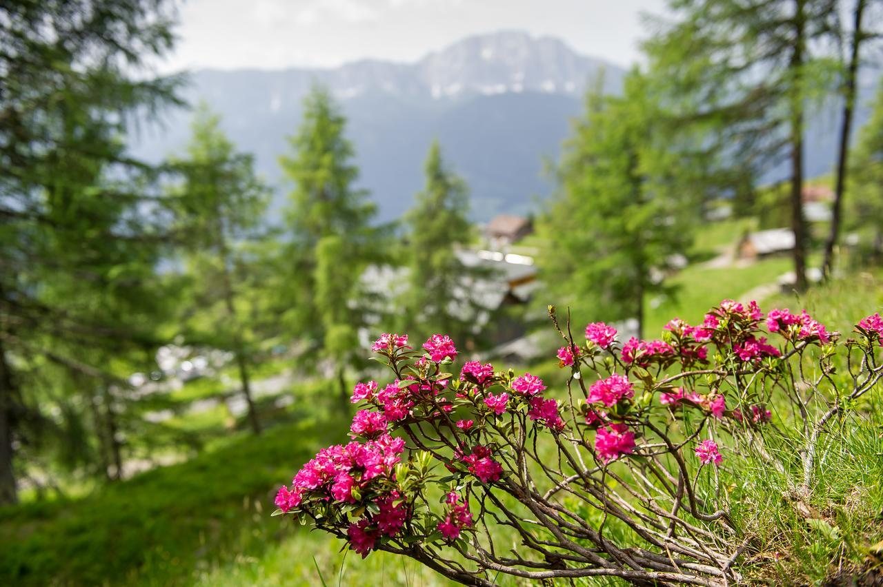Sattleggers Alpenhof & Feriensternwarte Hotel Greifenburg Eksteriør billede